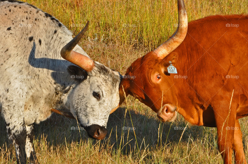 Dueling Bulls