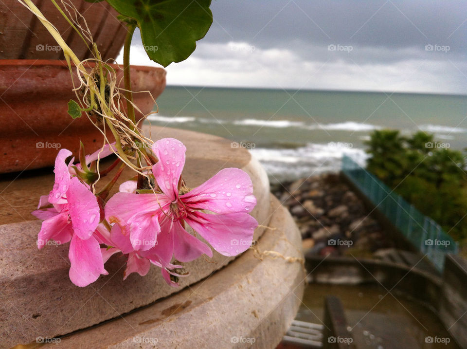 sky flower cloud sea by nader_esk