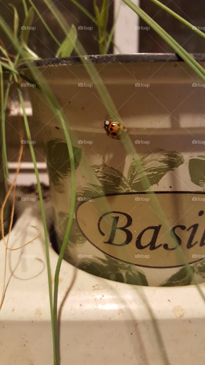 lady bug on indoor herbs