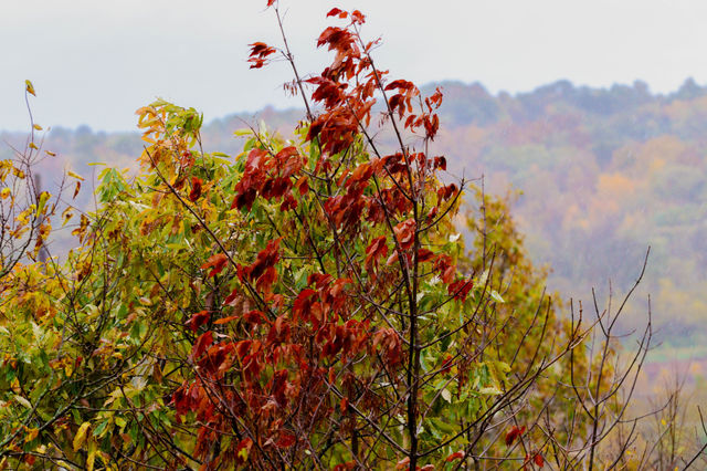 Red Leaves
