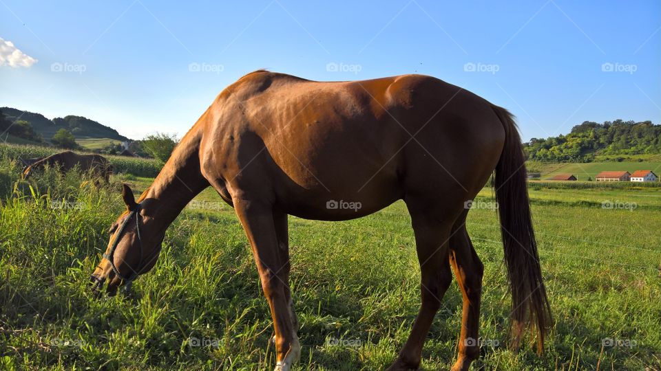 Horse garzing in grass