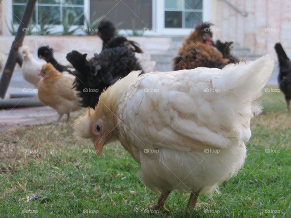 Chickens 