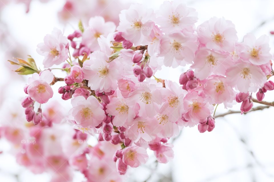 Beautiful pink cherry blossom tree 