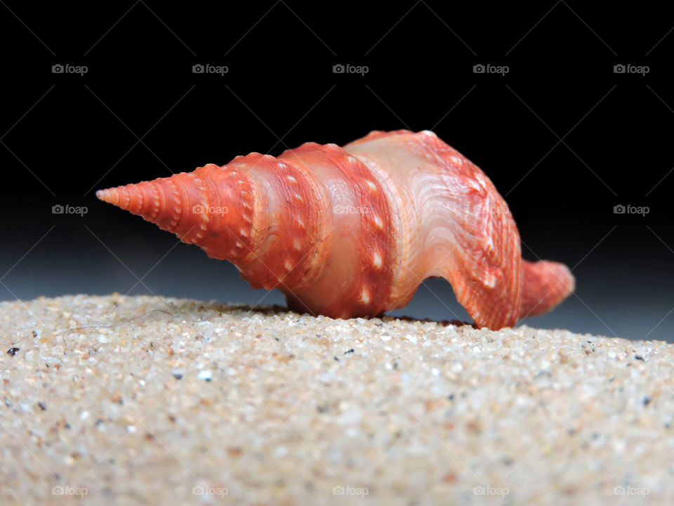 Conch shell on black background