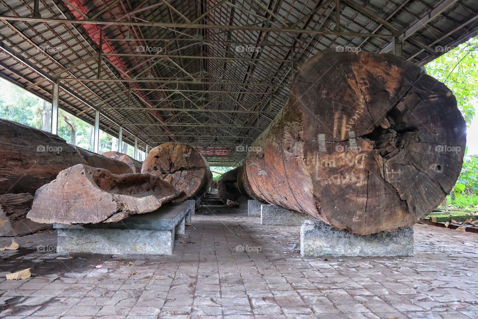 Old teak logs, kept in botanical museum of Indonesia Miniature Garden