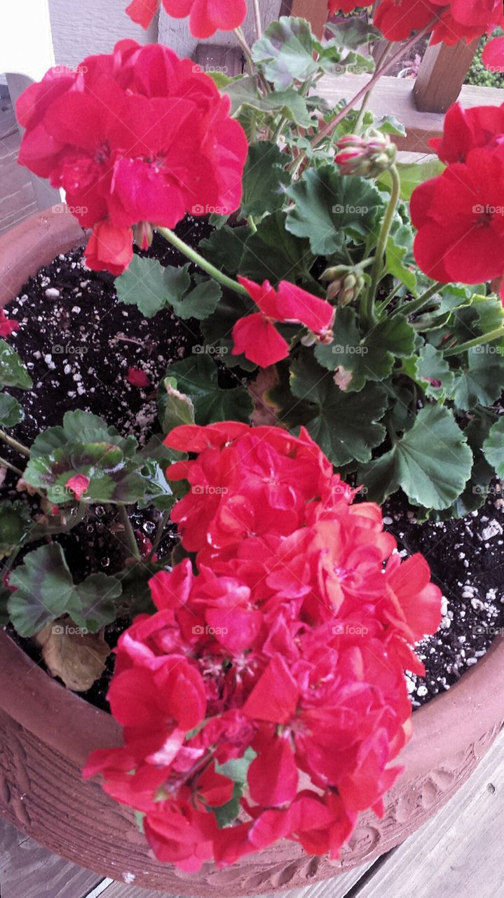 Flowers. Geraniums