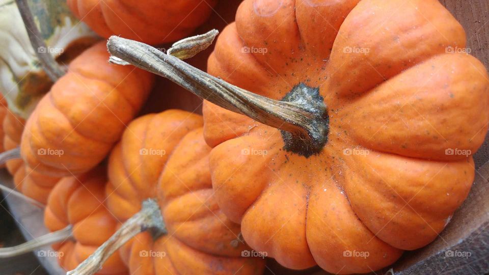 small pumpkins