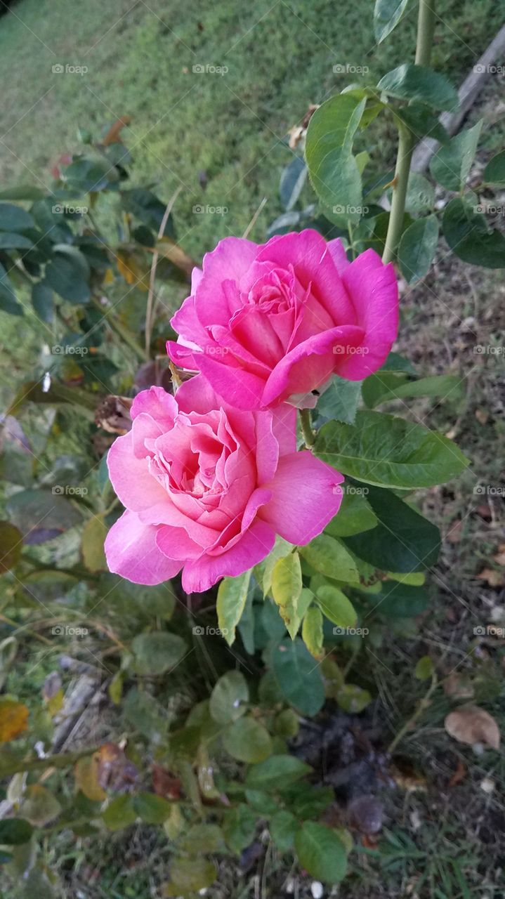 Last Roses of Summer