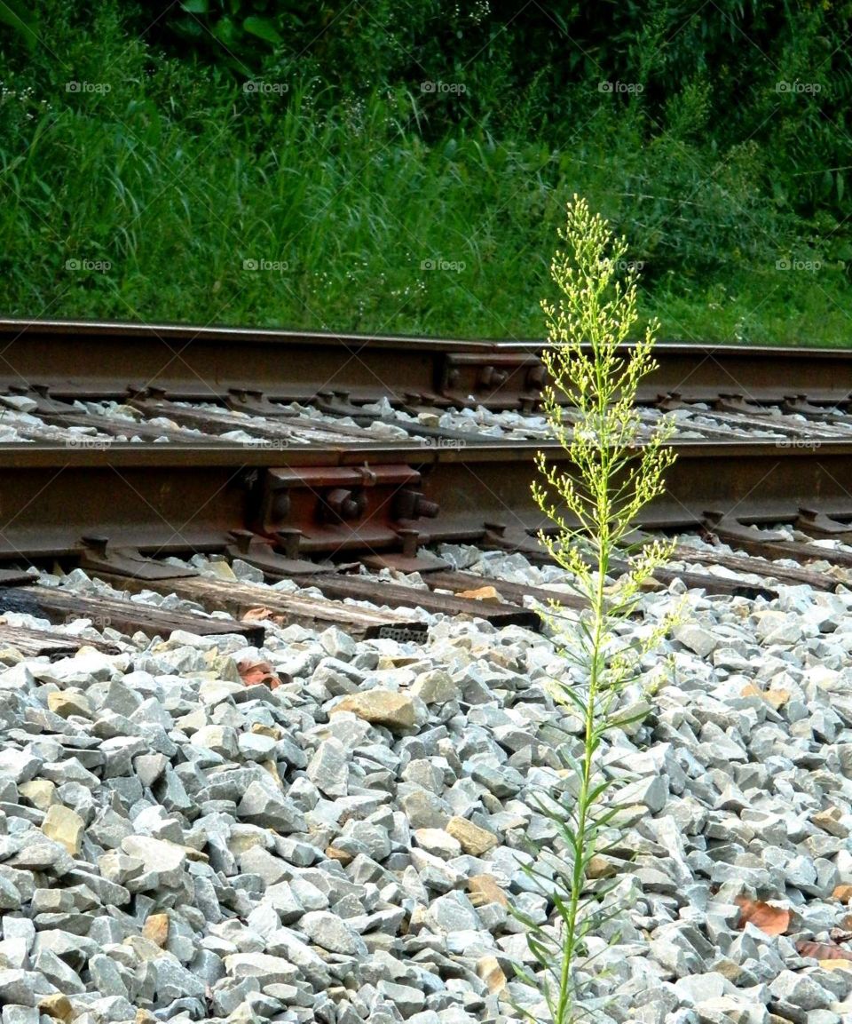 Along the Tracks