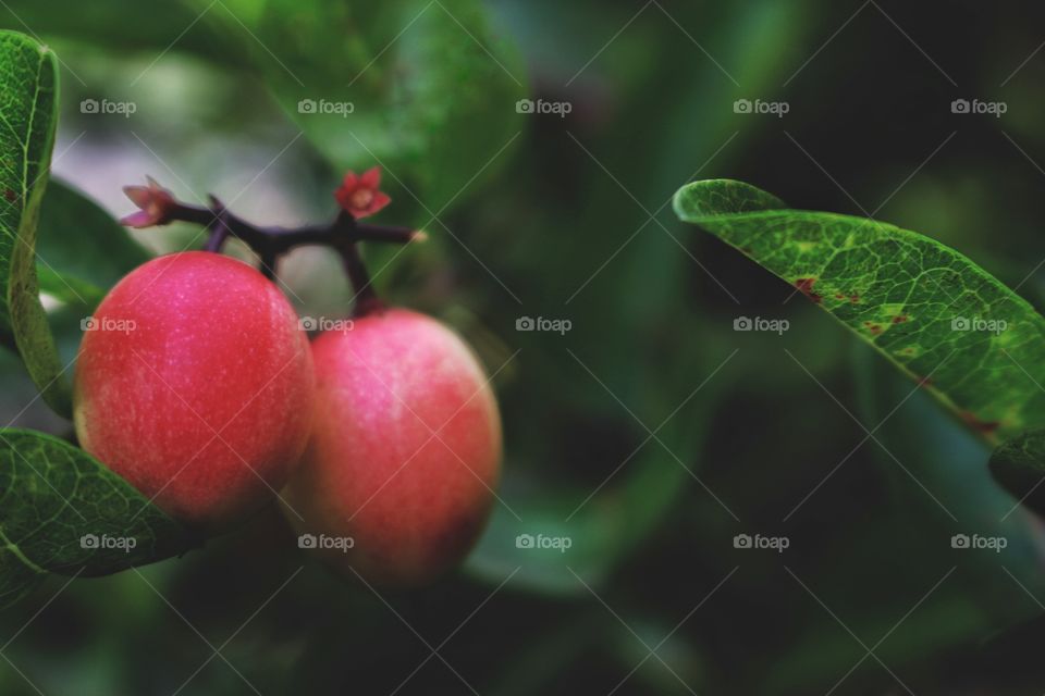 Red fruits on nature tree