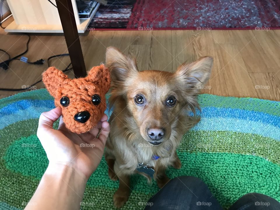 Which Dog is the Real Dog?