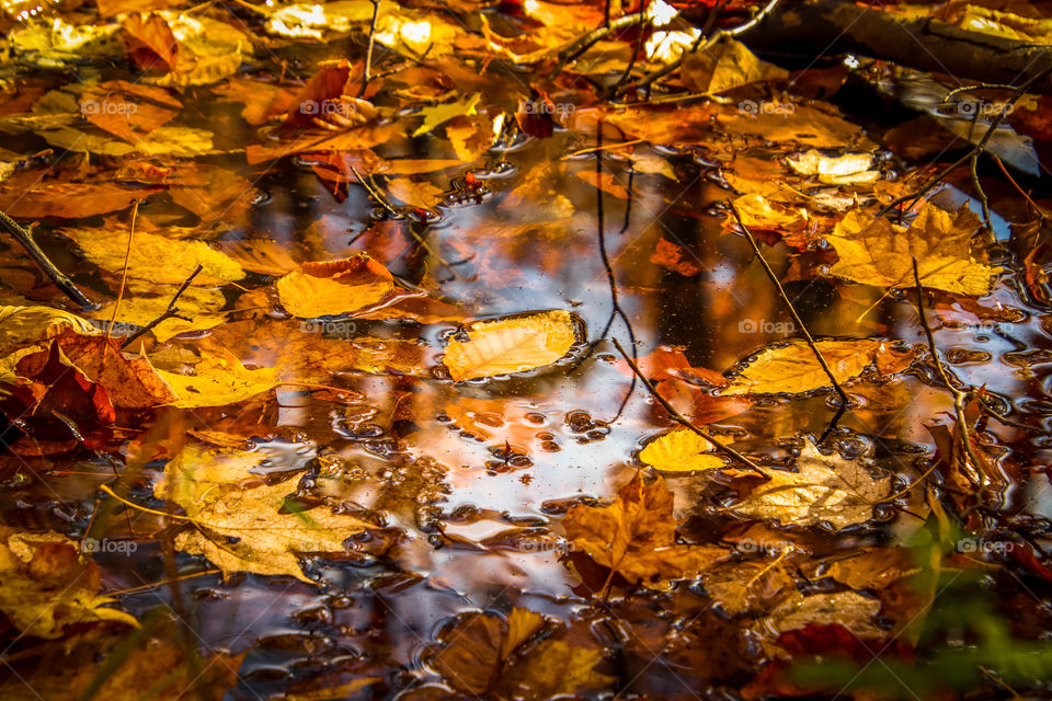 Fallen leaves in fall