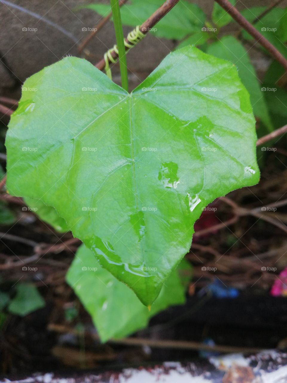 Natural Leaf heart