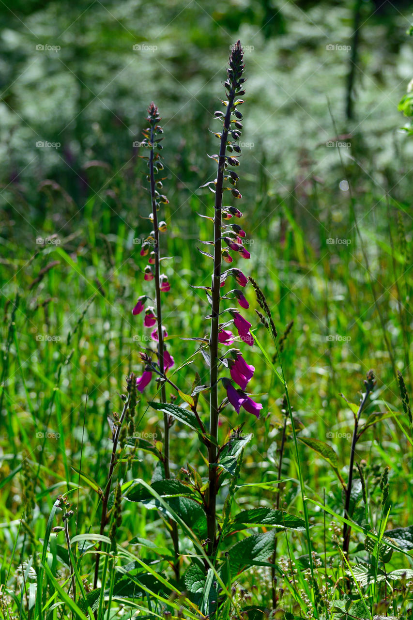 Fox glove