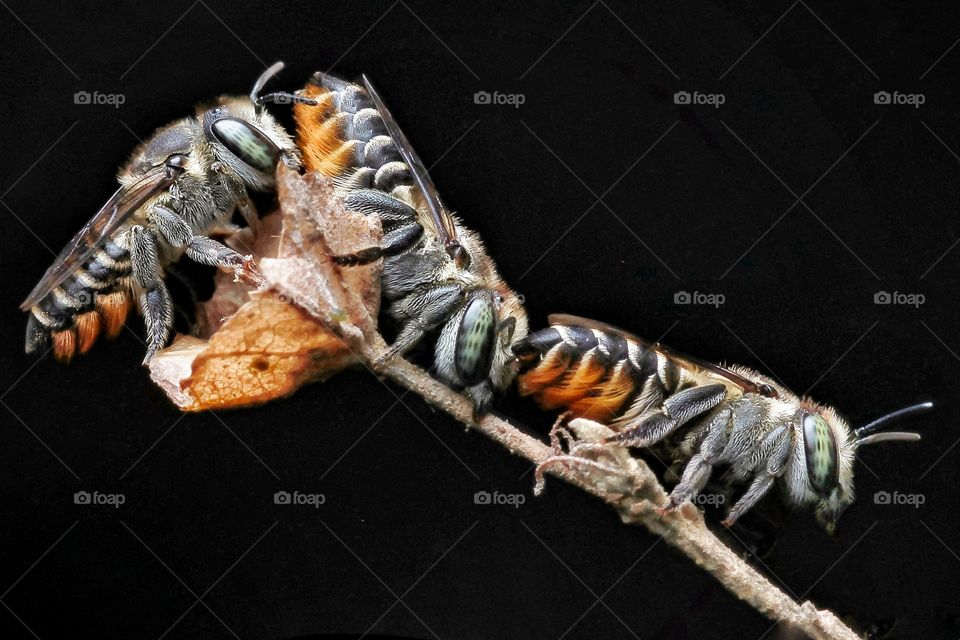 sleeping leaf cutter bees