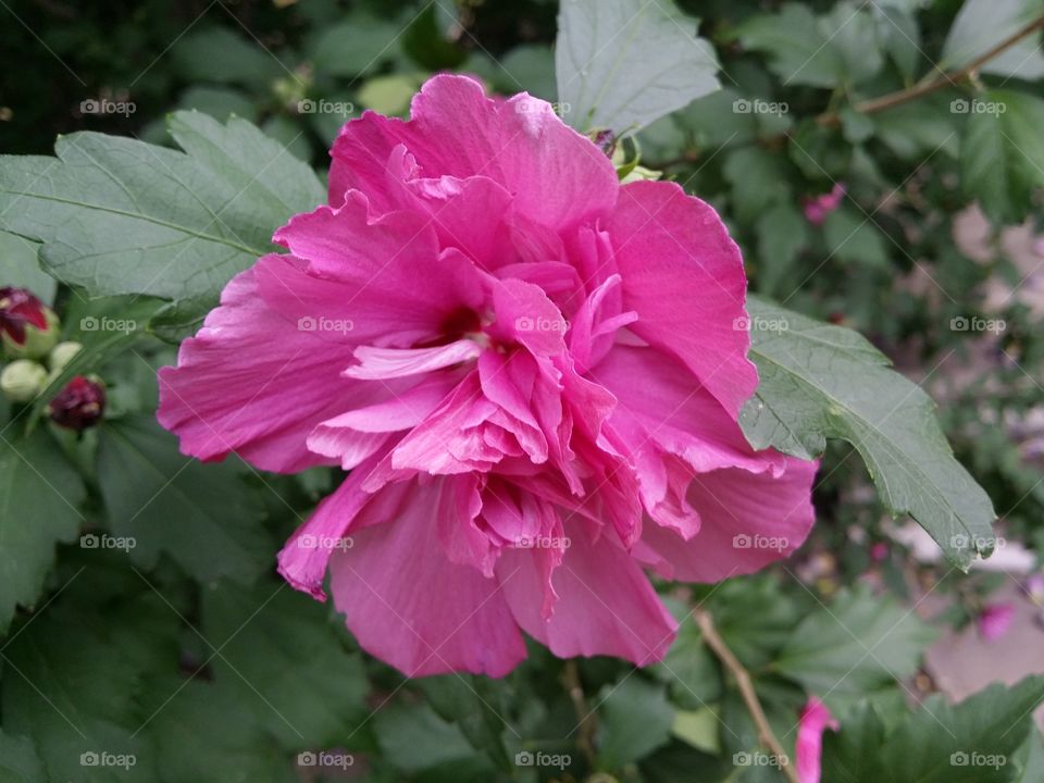 Pink Peony