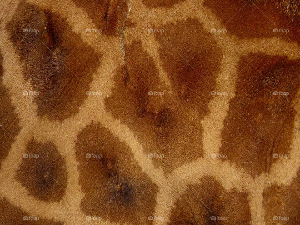 Closeup of giraffe