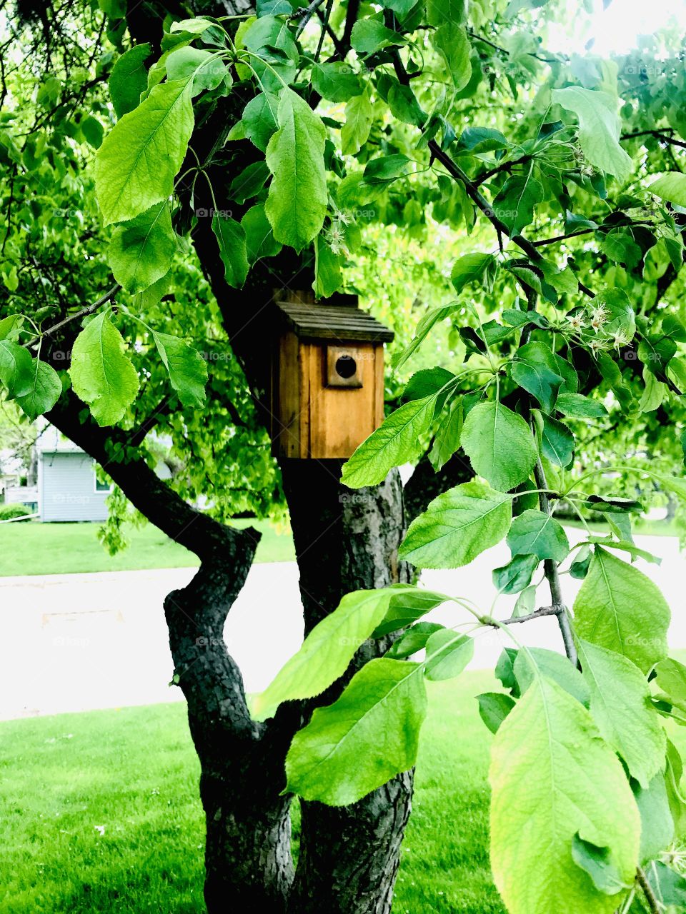Gorgeous tree and birdhouse from a very well kept garden captured on a beautiful afternoon! 