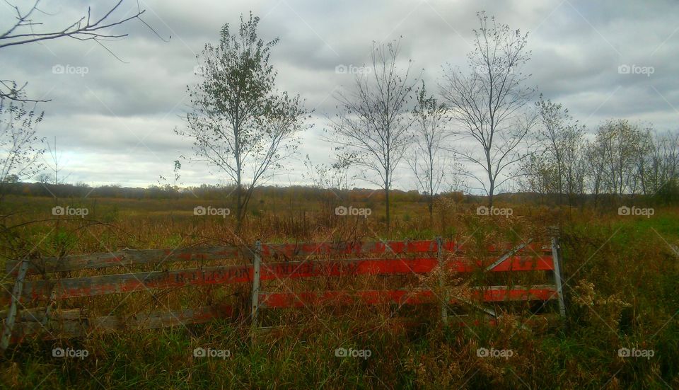 Landscape, Tree, No Person, Nature, Grass