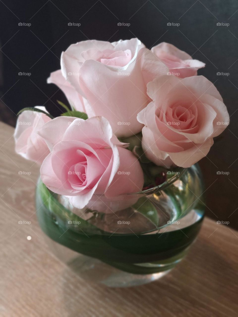 romantic baby pink rose