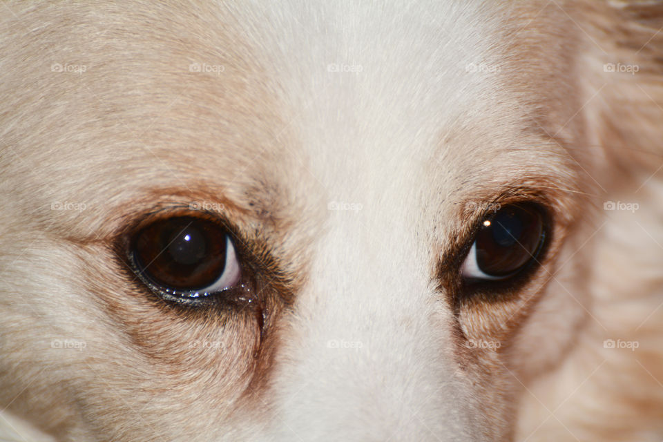 Close-up of dog's eyes.