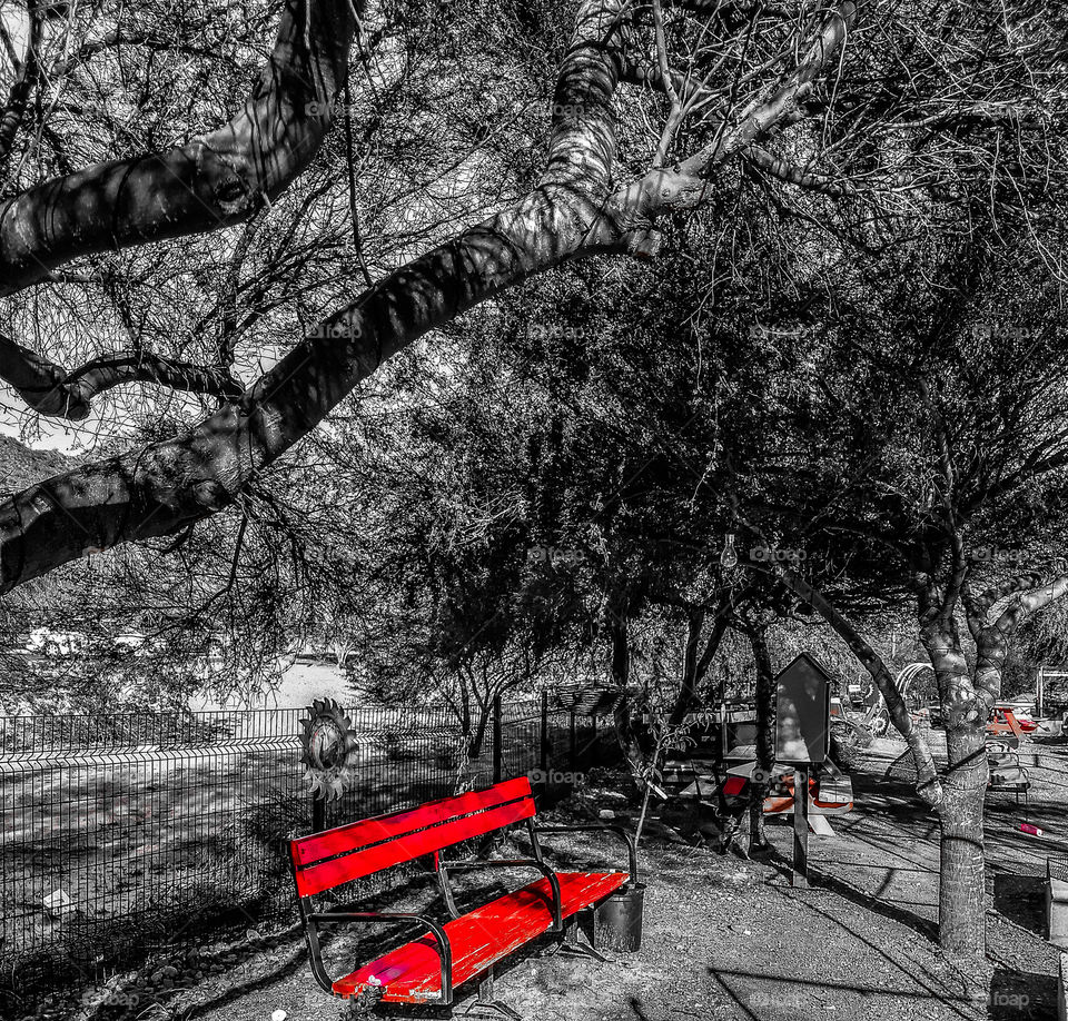 Bench beckons us to sit under thorny Palo Verde trees