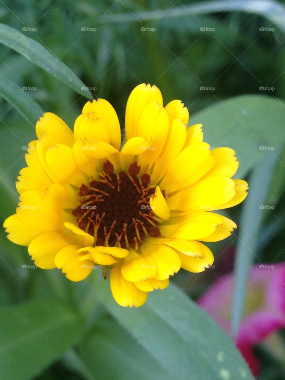 Yellow flower 