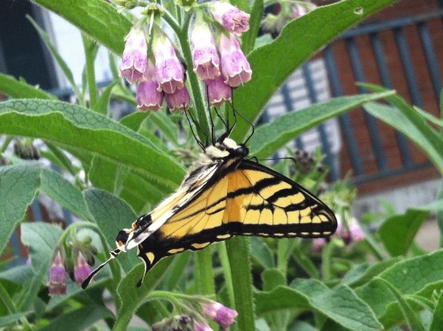 Butterfly on flowers