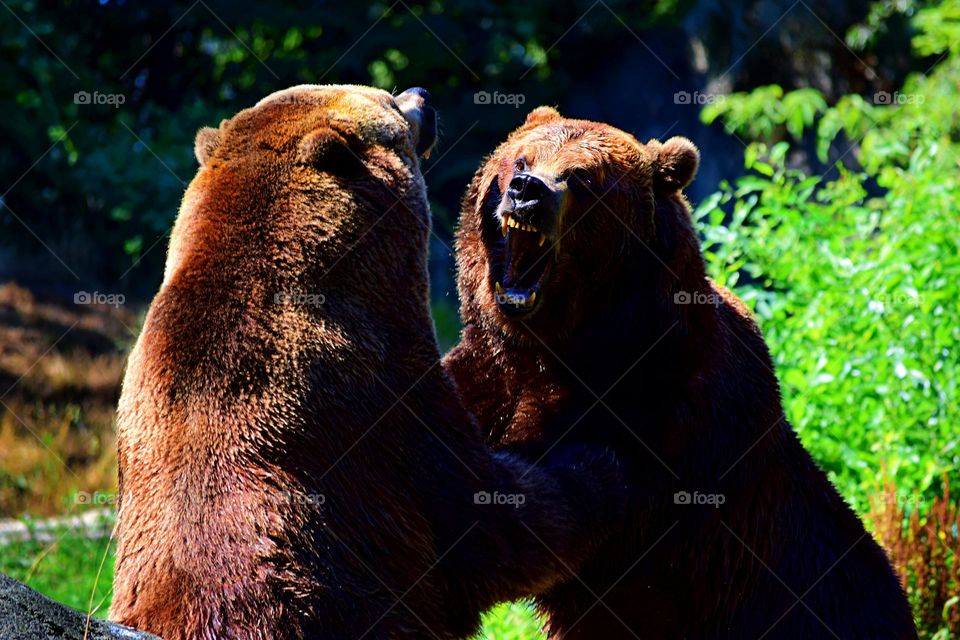 bear fight