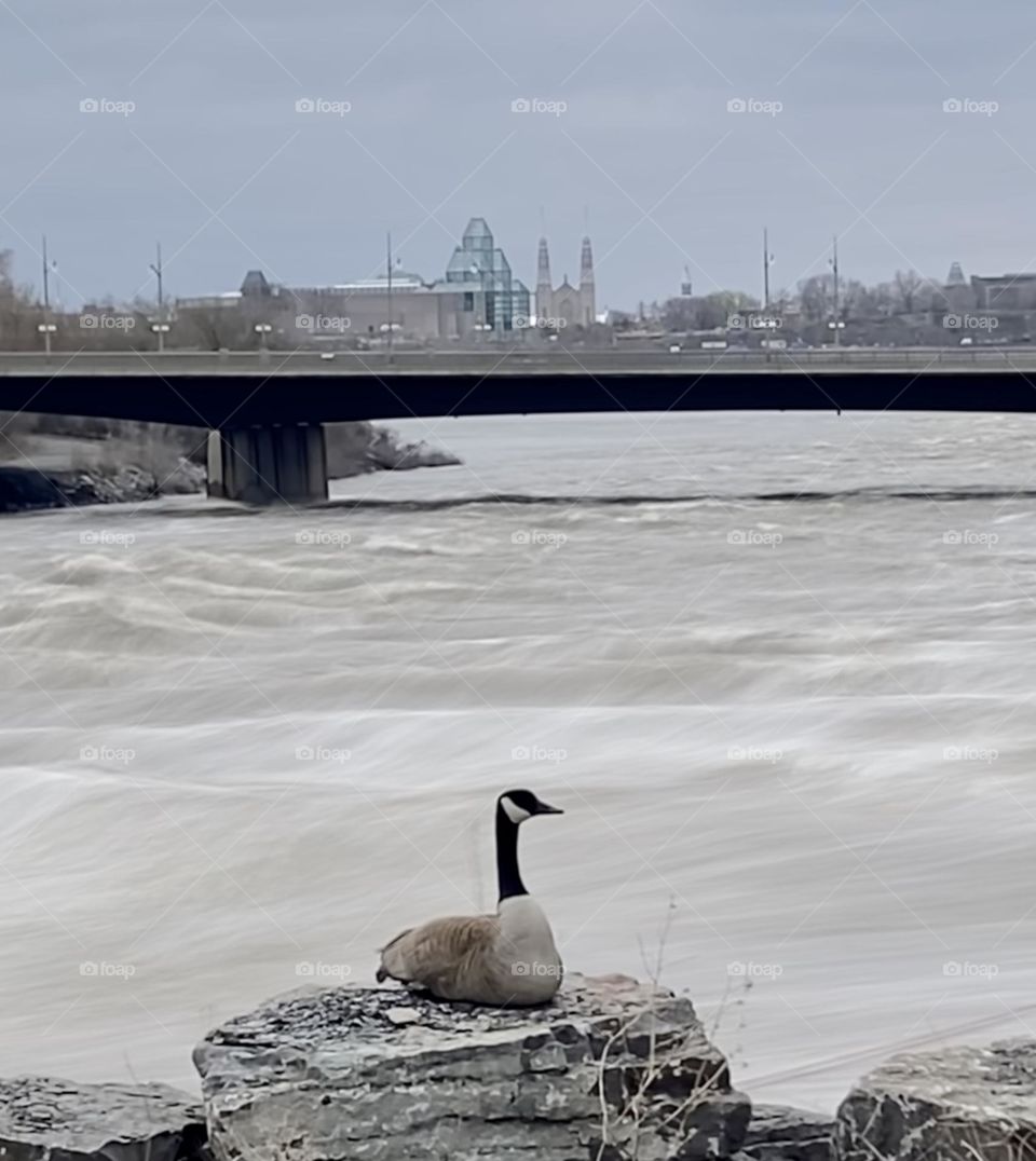 A Canada goose sits on its eggs with the Ottawa River at full Spring runoff.