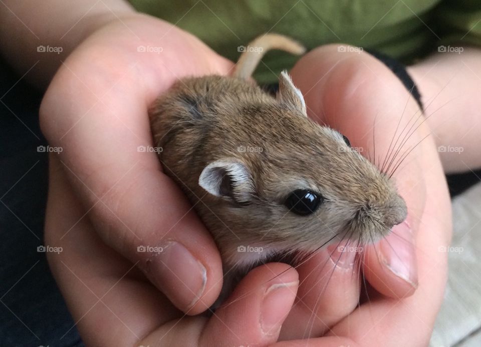 Boy with his Pet Gerbil