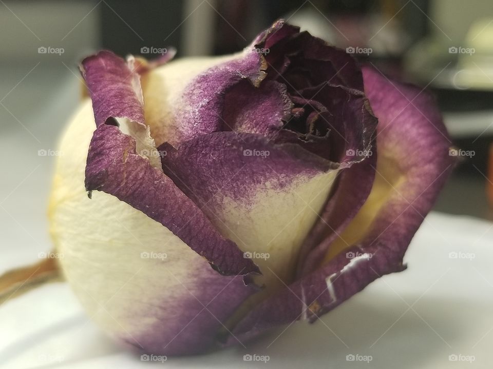 dried rose