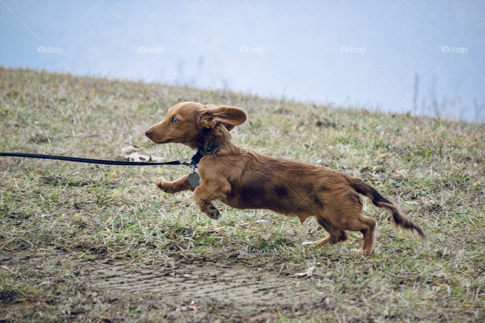 Mini dachshund puppy running through the grass 
