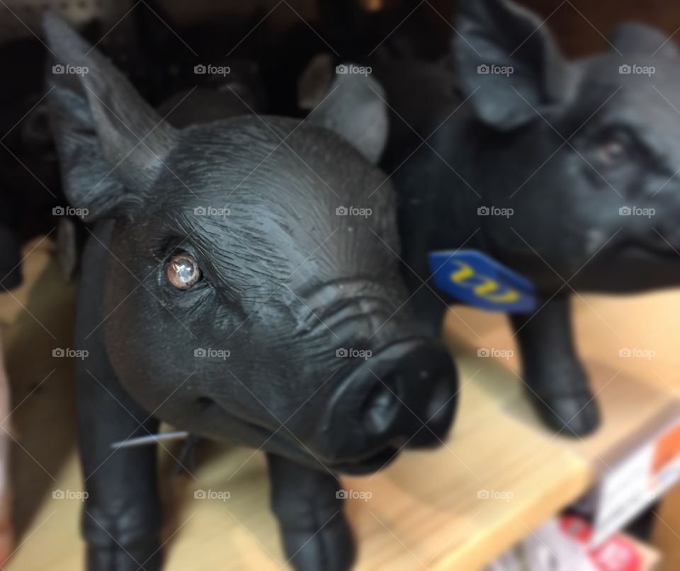 Black pig