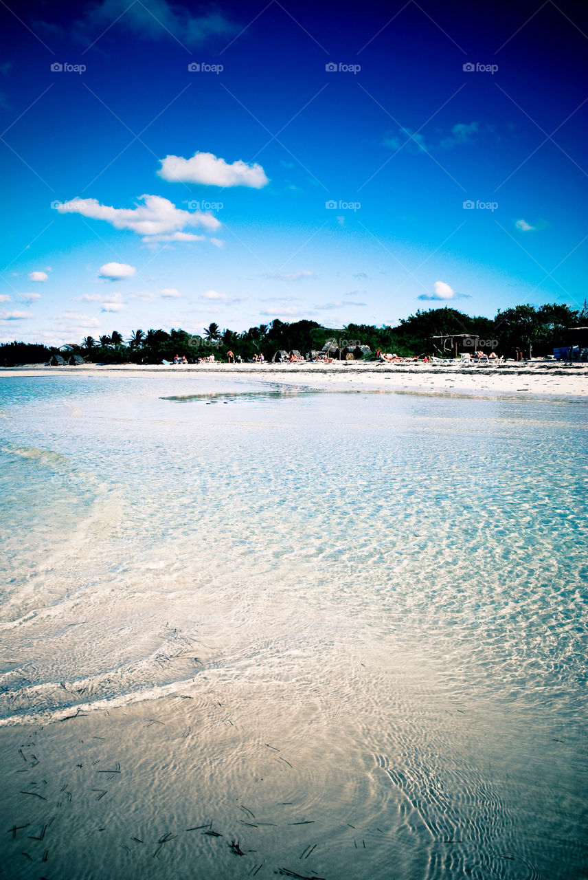 beach blue palm trees by nickandemily