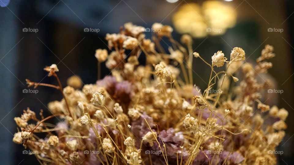 dry flower