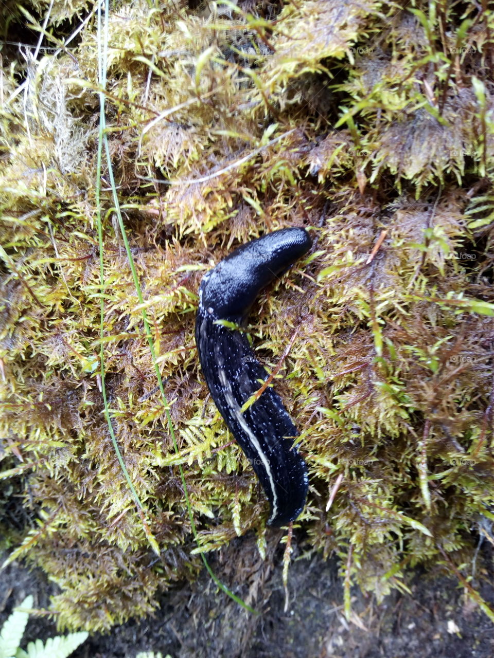 Schwarzwald in Bad Wildbad