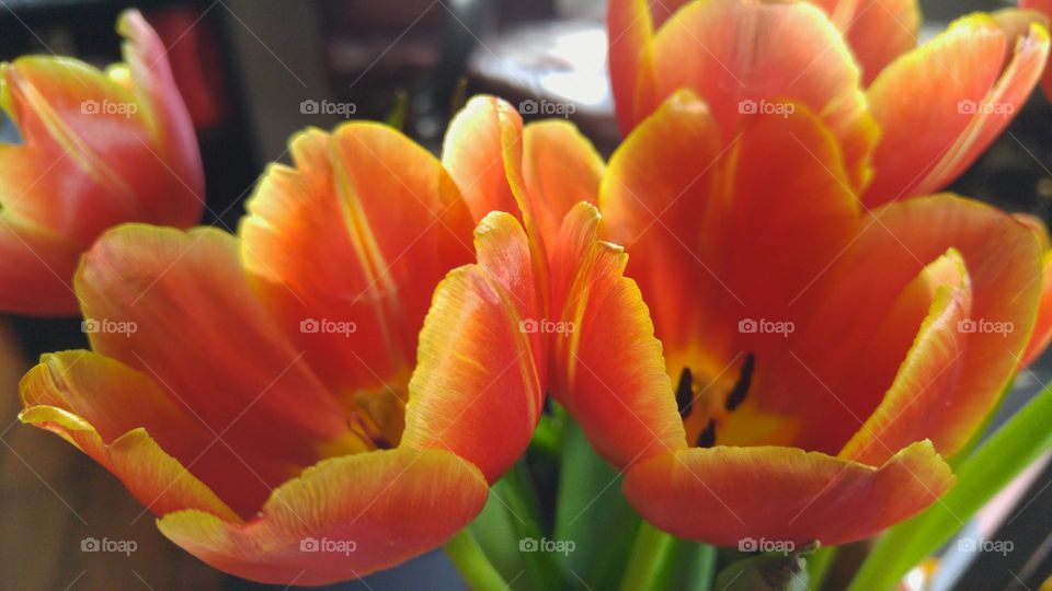 High angle view of orange tulips