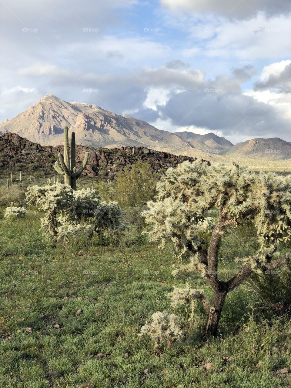 Cholla and Sagauro