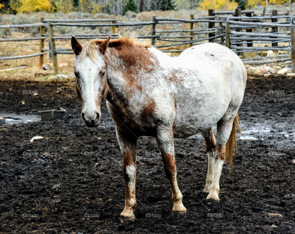 Horse in a Muddy Corral