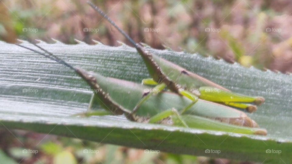 A pair of grasshoppers making love