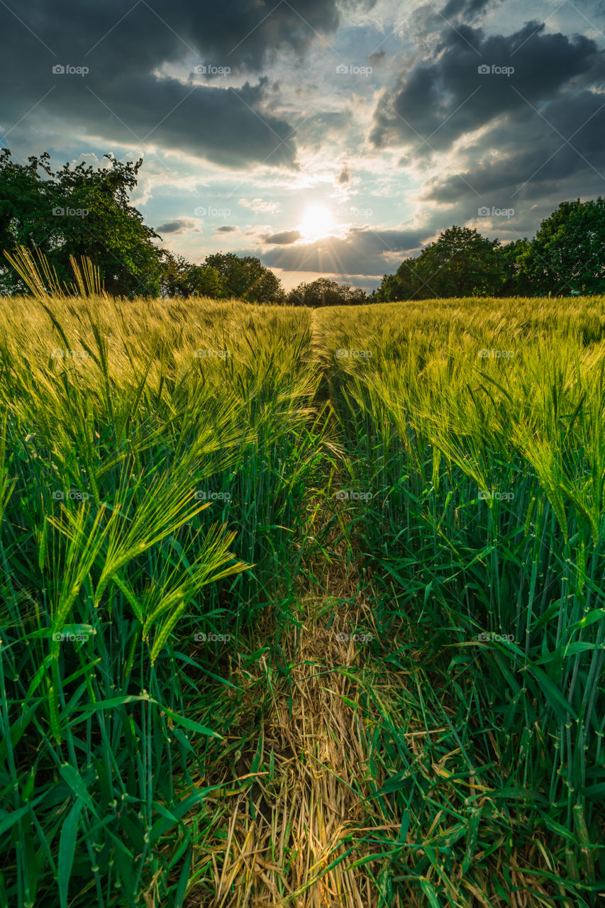 Field of gold