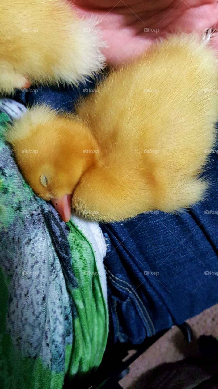 sleeping duckling