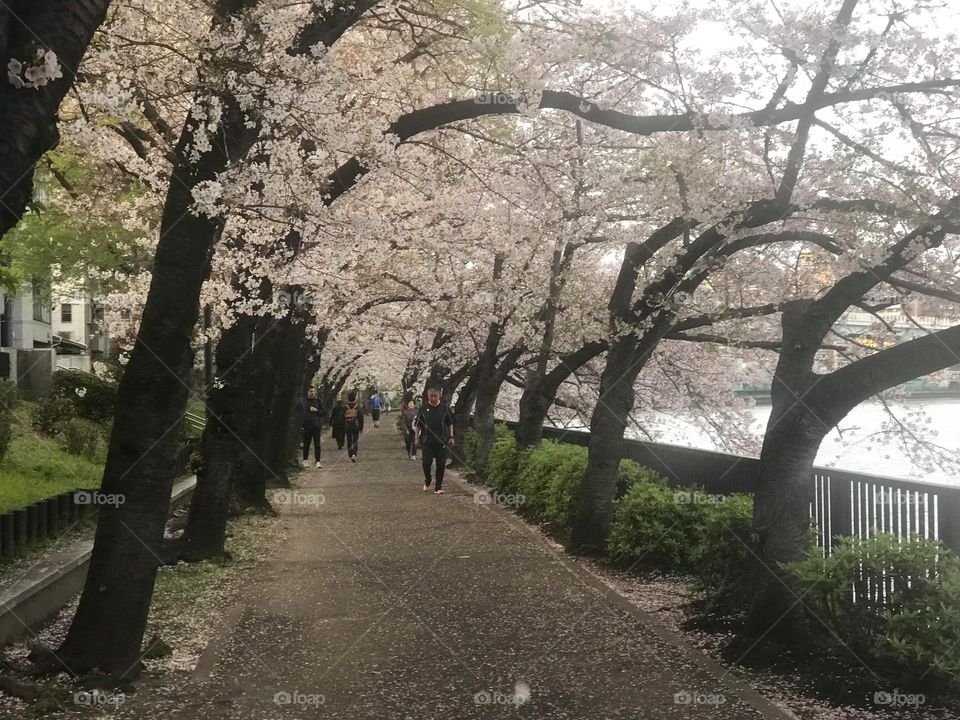 Nice cherry blossoms in Japan Street 