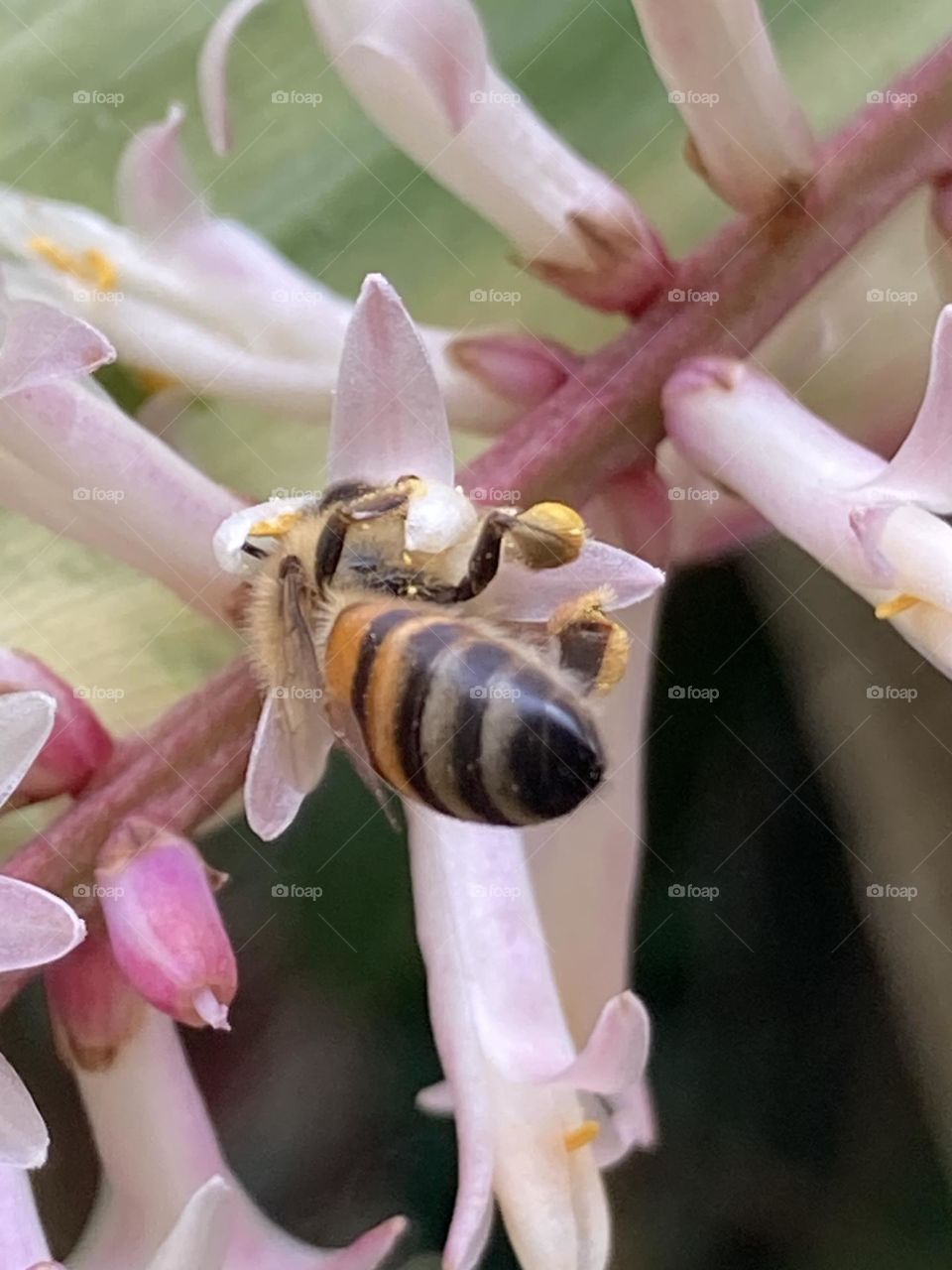 Bolinhas amarelas de pólen nas patinhas da abelha. Abelha sugando o néctar de uma inflorescência esbranquiçada.