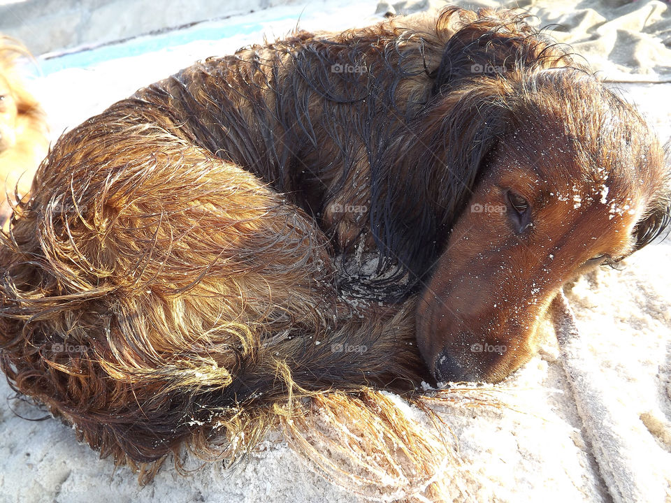 brown long-haired dog. dachshund