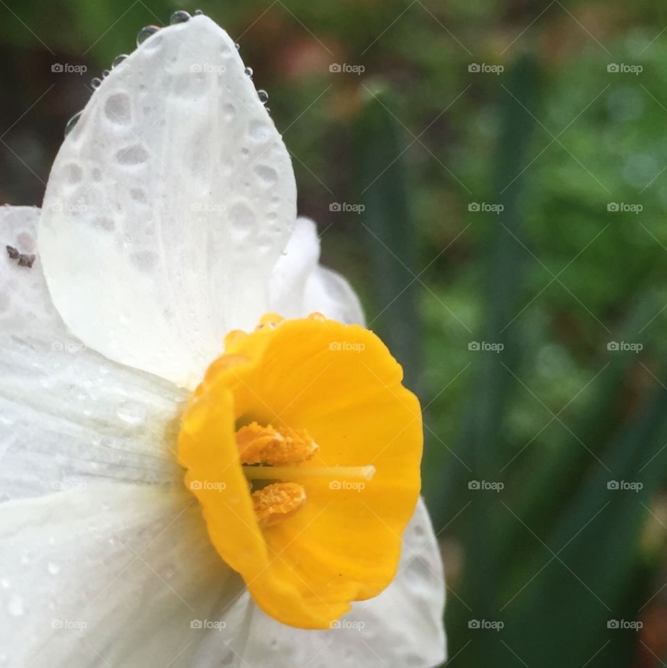 Sacred narcissus in the rain
