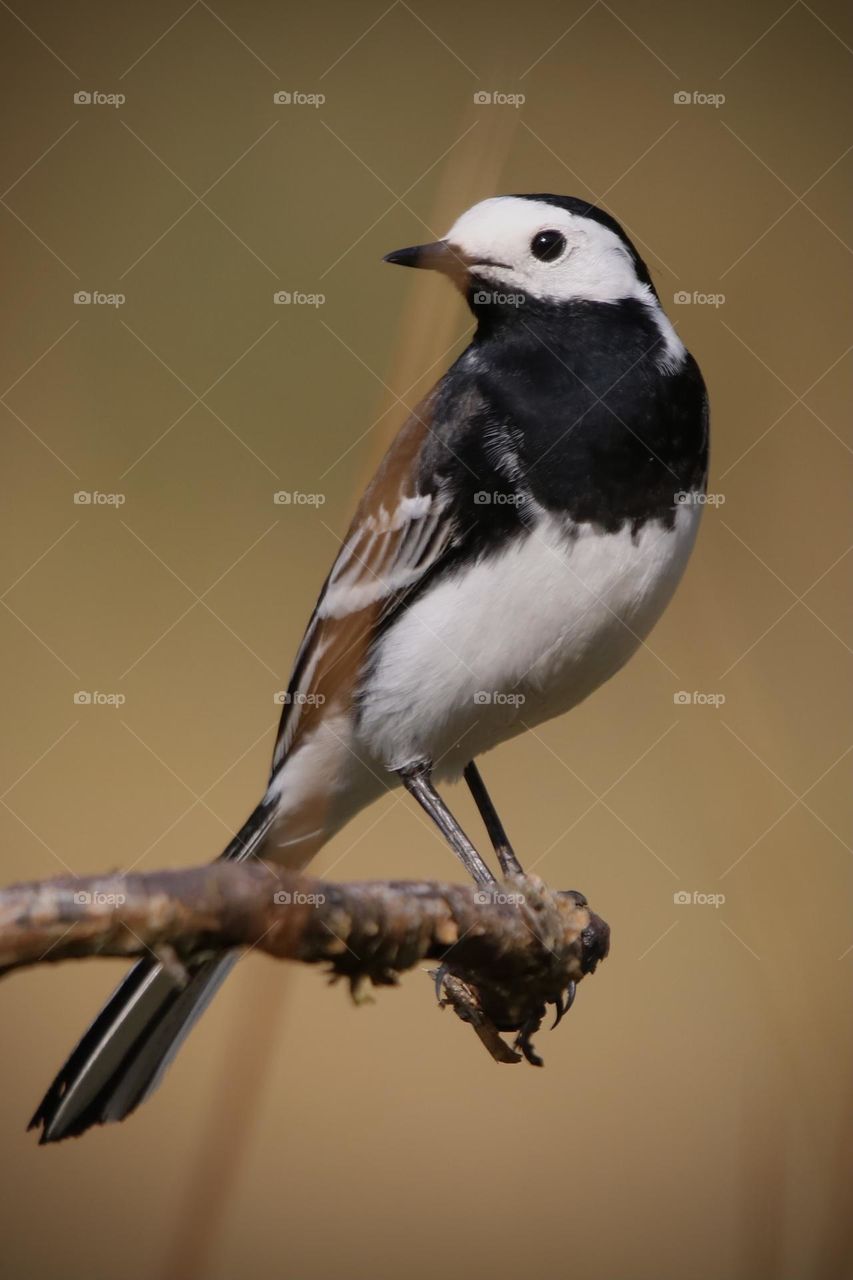 Wagtail 