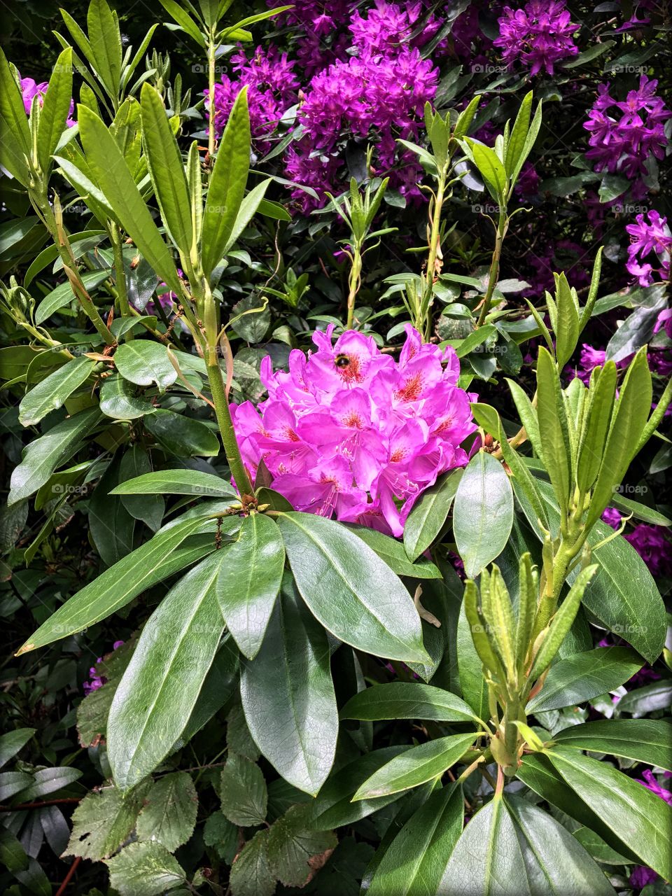 Purple flower with bee 