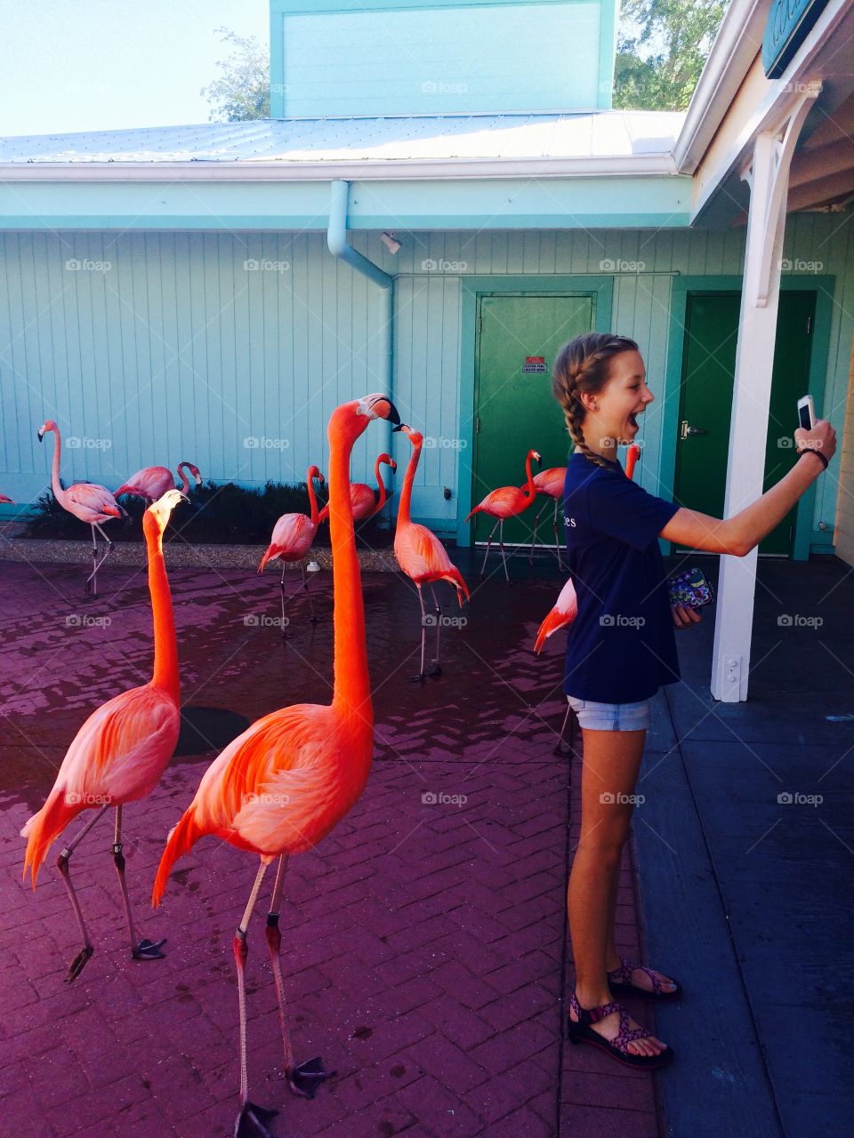 Flamingo Selfie